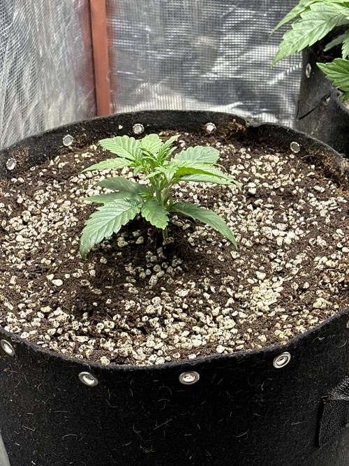 Winter semi full term run. Week 3 - Fog hound auto. Week two - three. Going slow but it’s been a little on the cold