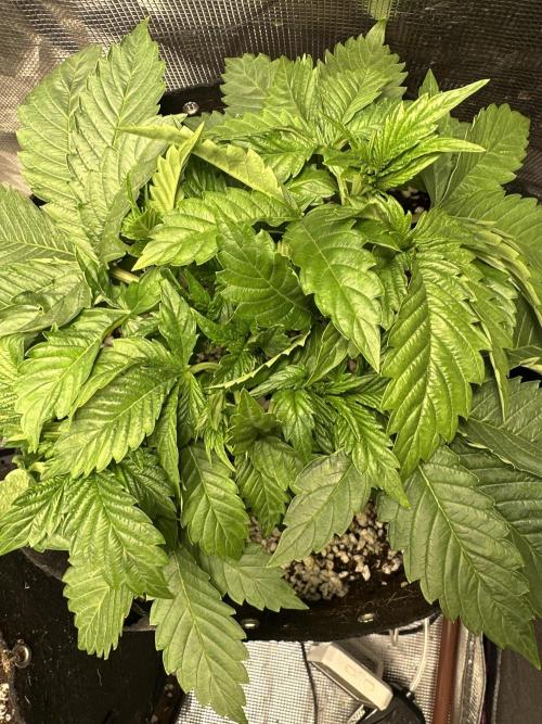 Winter semi full term run. Week 4 - After topping a week ago