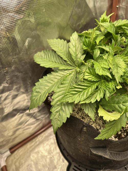 Winter semi full term run. Week 4