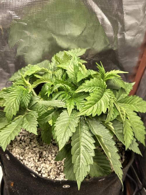 Winter semi full term run. Week 4