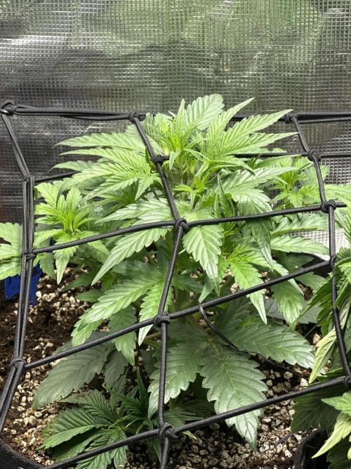 Winter semi full term run. Week 5 - Fog hound auto 