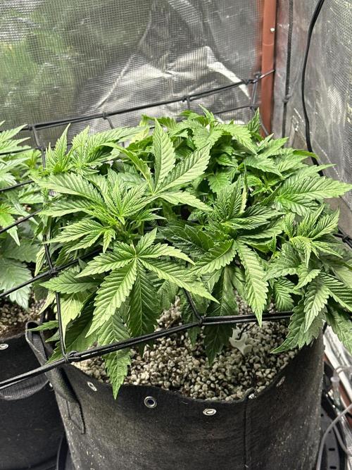 Winter semi full term run. Week 5 - Gopher glue