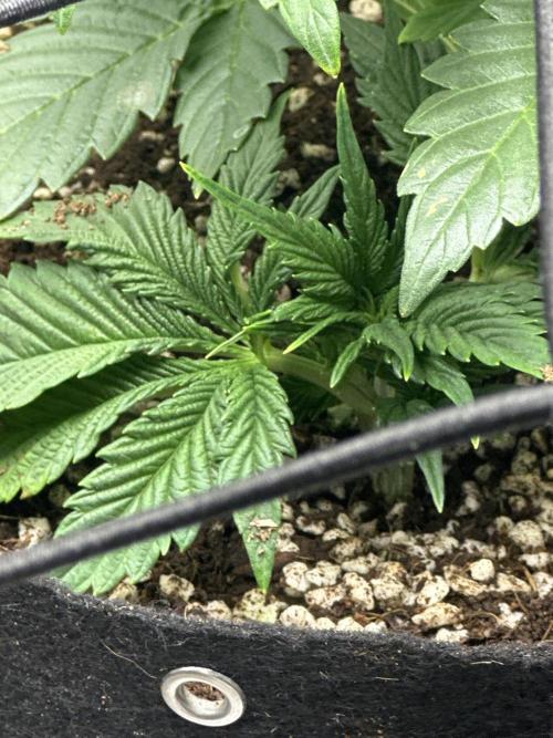 Winter semi full term run. Week 5 - Top of branch that broke I just stuck it right down in the coco and she’s alive