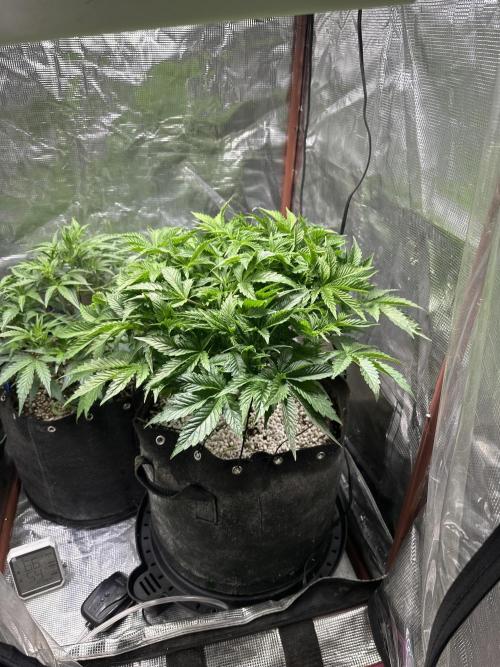 Winter semi full term run. Week 6