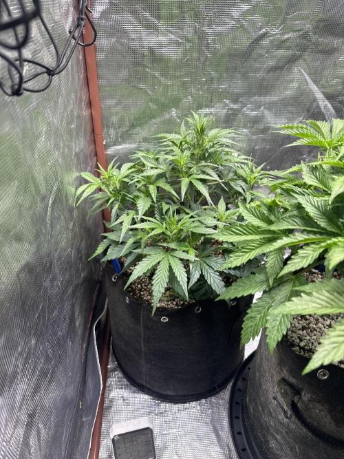 Winter semi full term run. Week 6