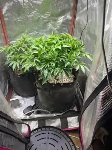 Winter semi full term run