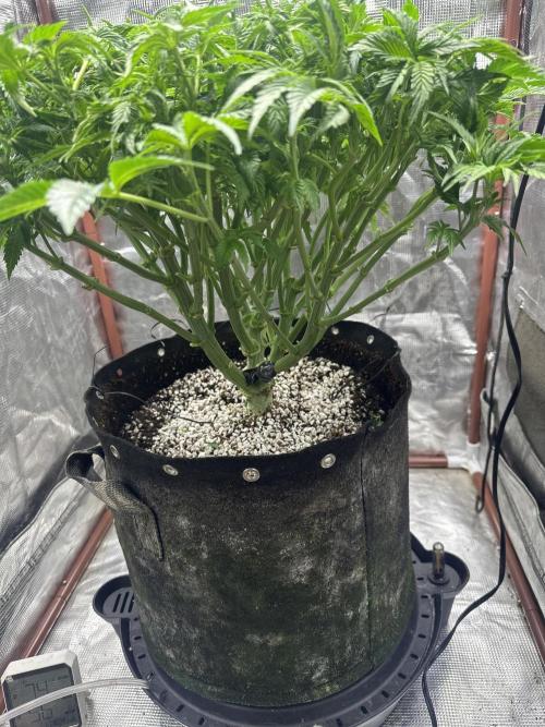 Winter semi full term run. Week 7