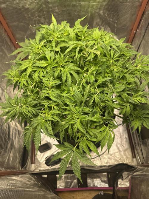 Winter semi full term run. Week 7