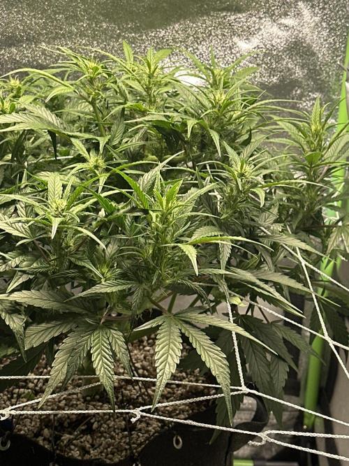 Winter semi full term run. Week 7