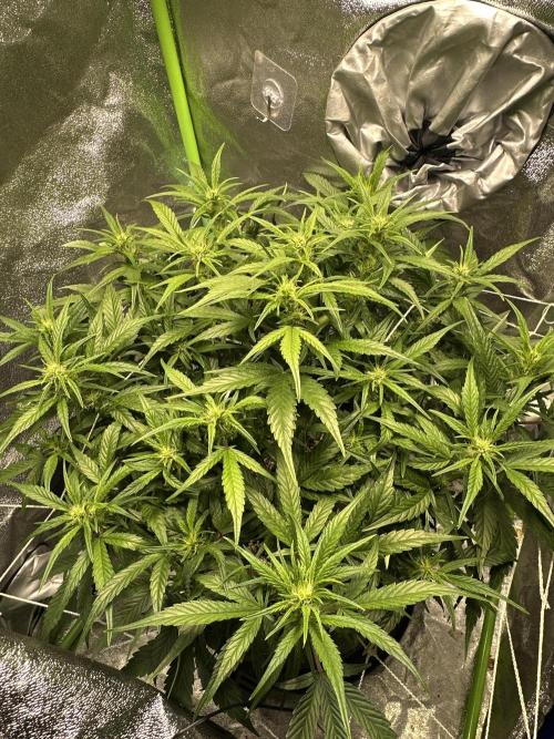 Winter semi full term run. Week 7