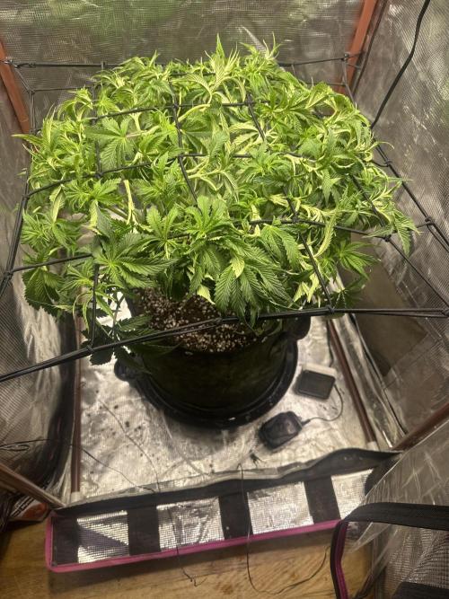 Winter semi full term run. Week 8