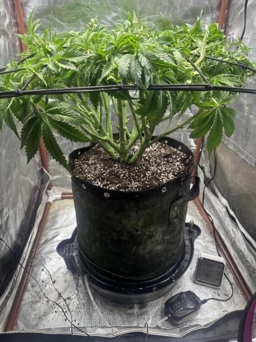 Winter semi full term run. Week 8