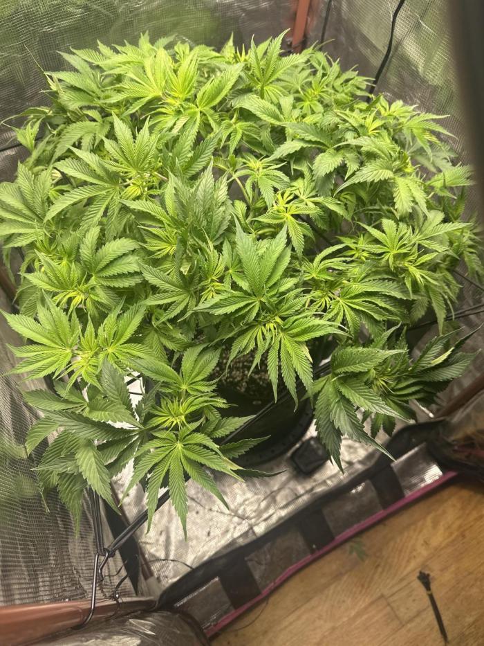 Winter semi full term run. Week 9