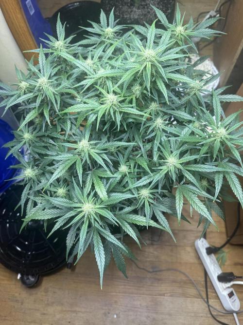 Winter semi full term run. Week 10 - Fog hound auto start of week 3 of flower