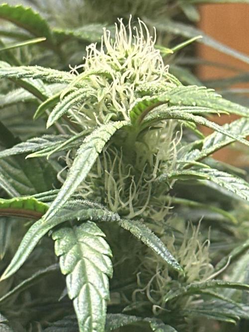 Winter semi full term run. Week 10 - Fog hound auto start of week 3 of flower