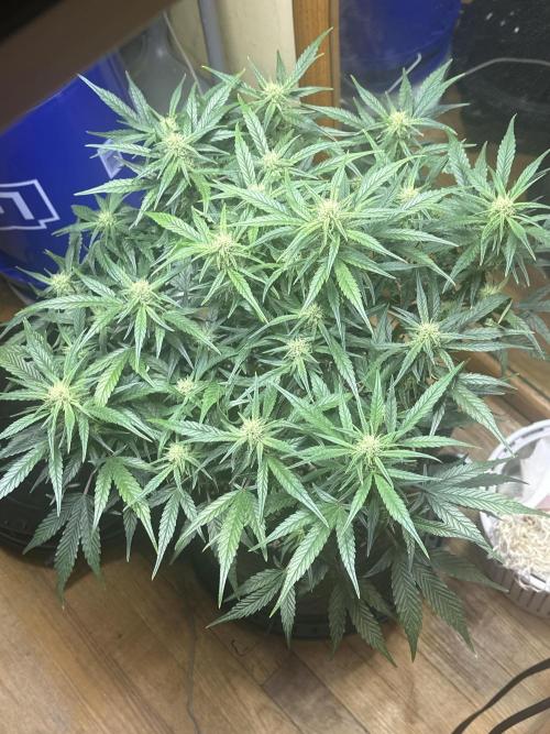 Winter semi full term run. Week 10 - Fog hound auto start of week 3 of flower