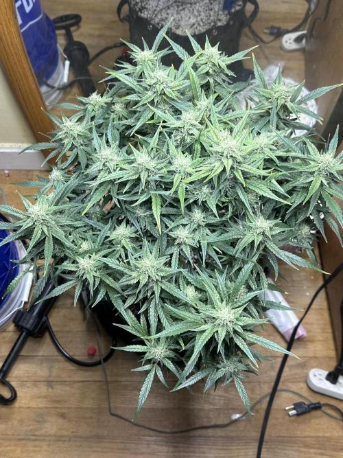 Winter semi full term run. Week 11