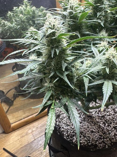 Winter semi full term run. Week 11