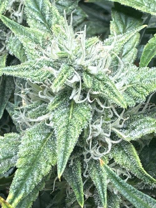 Winter semi full term run. Week 11