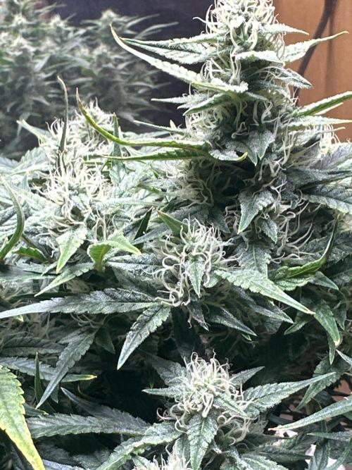 Winter semi full term run. Week 11