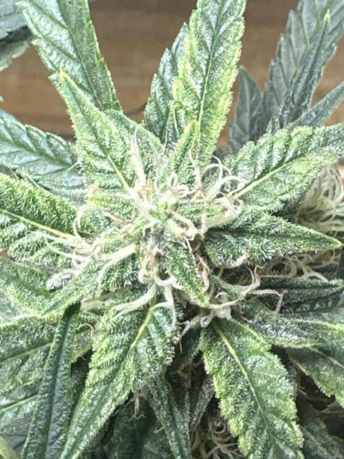 Winter semi full term run. Week 11