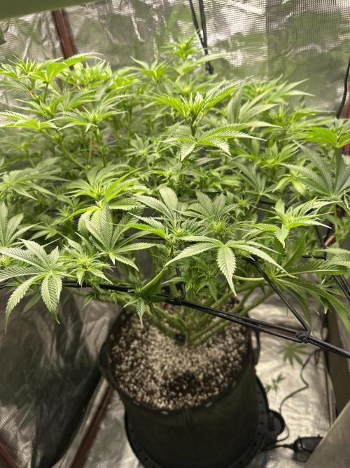 Winter semi full term run. Week 12