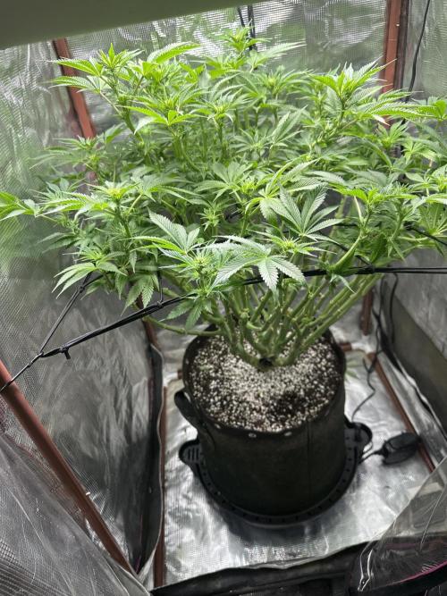 Winter semi full term run. Week 12