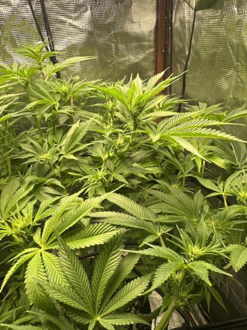 Winter semi full term run. Week 12