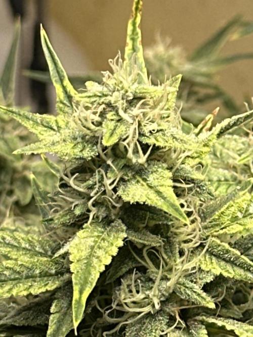 Winter semi full term run. Week 12 - Fog dog auto at day 67. I feel she has at least another 10-14 days. Lmk