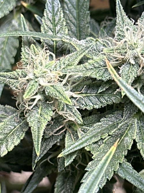 Winter semi full term run. Week 12