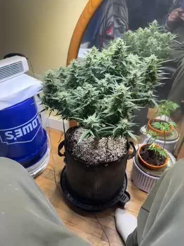 Winter semi full term run