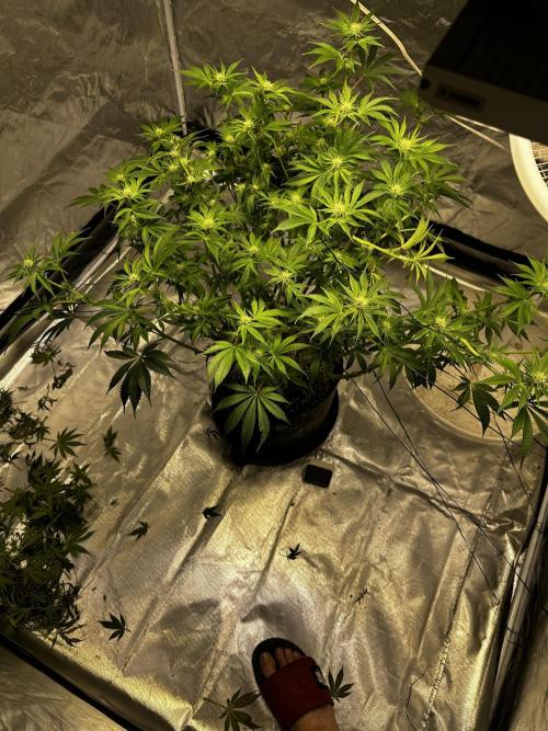 Winter semi full term run. Week 13