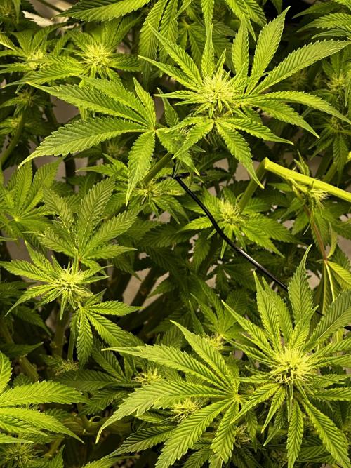 Winter semi full term run. Week 13