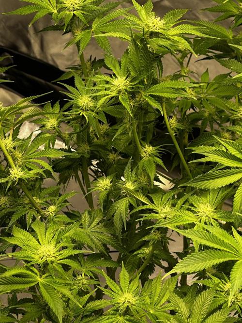 Winter semi full term run. Week 13