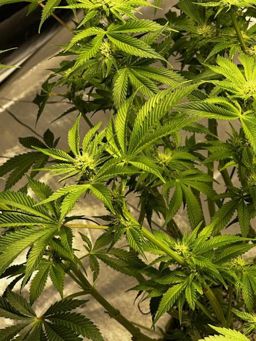 Winter semi full term run. Week 13