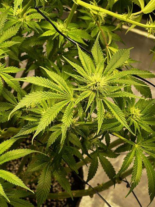 Winter semi full term run. Week 13