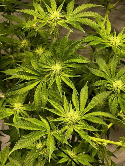 Winter semi full term run. Week 13