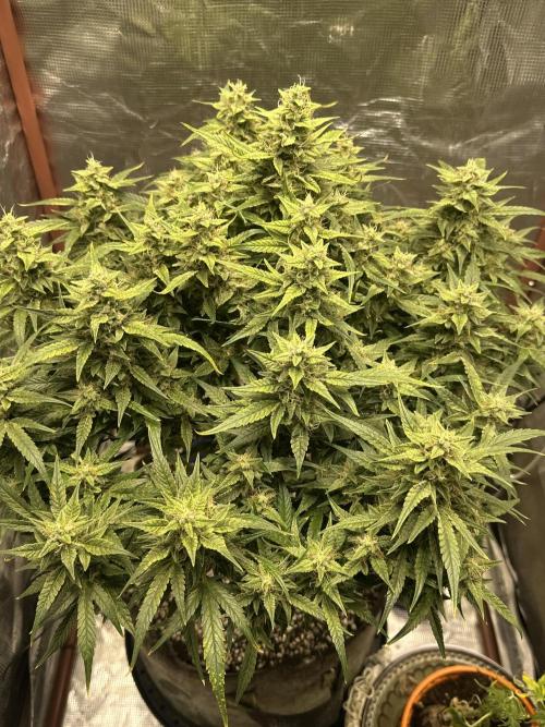 Winter semi full term run. Week 13