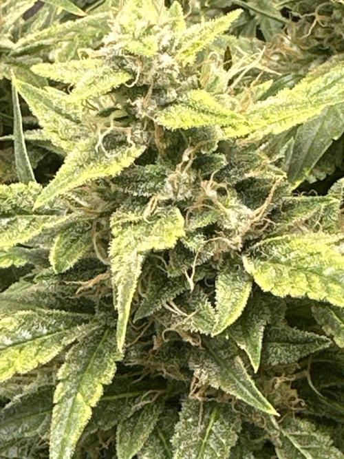 Winter semi full term run. Week 13