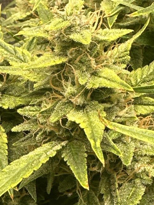 Winter semi full term run. Week 13