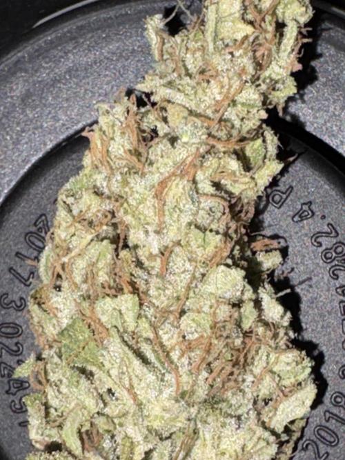 Winter semi full term run. Week 14