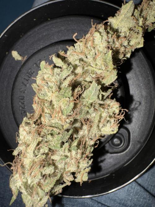 Winter semi full term run. Week 14