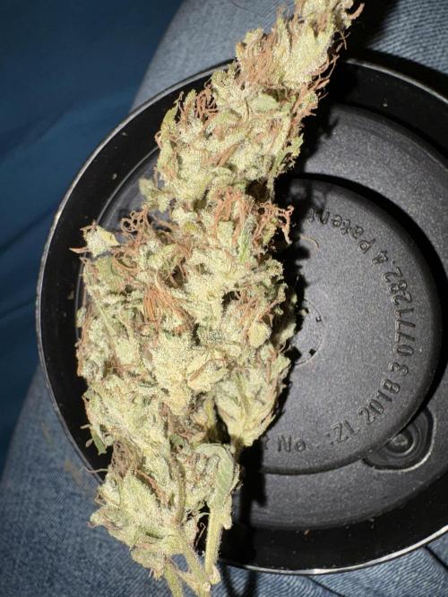 Winter semi full term run. Week 14