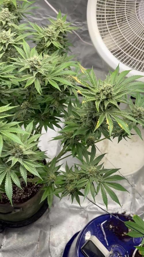 Winter semi full term run