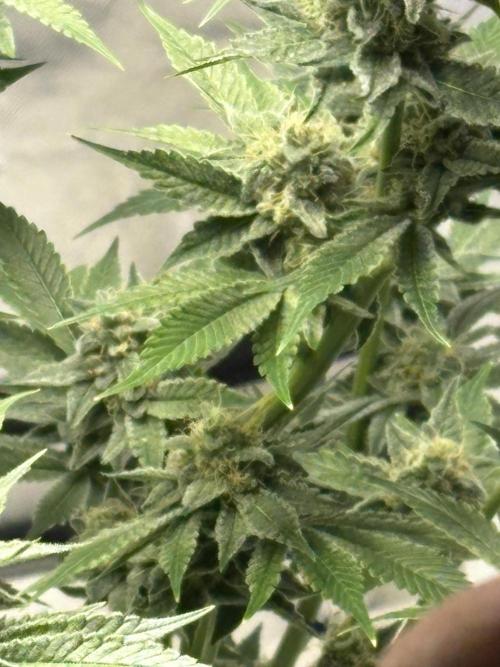 Winter semi full term run. Week 14