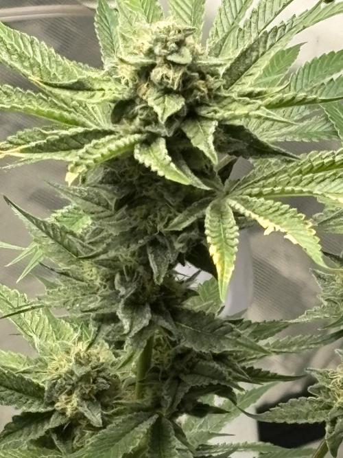 Winter semi full term run. Week 14