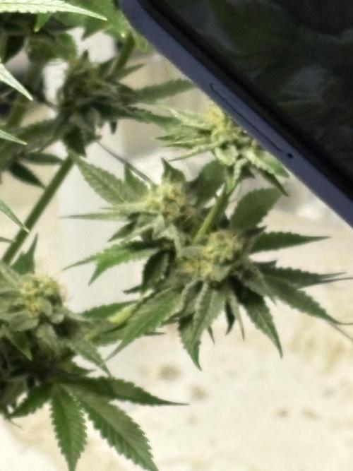 Winter semi full term run. Week 14