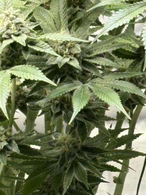 Winter semi full term run. Week 14