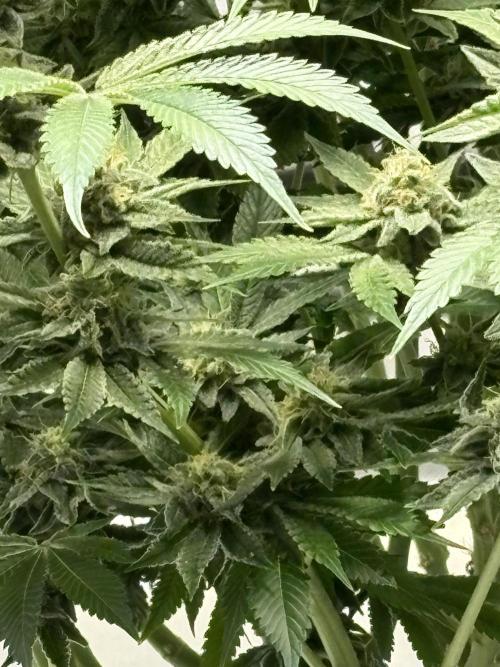 Winter semi full term run. Week 14