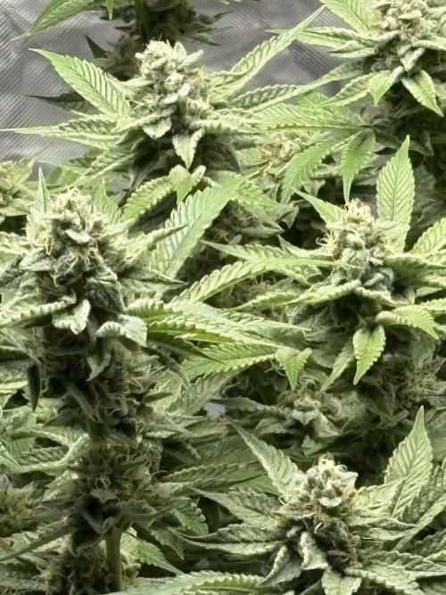 Winter semi full term run. Week 14